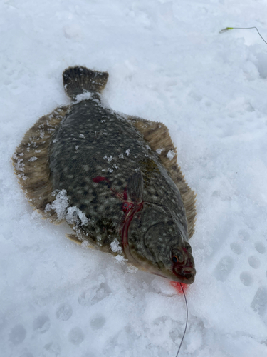 クロガシラガレイの釣果