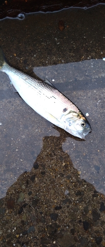 コノシロの釣果