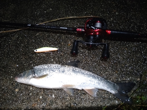 ウグイの釣果