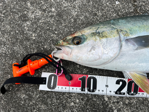 ハマチの釣果