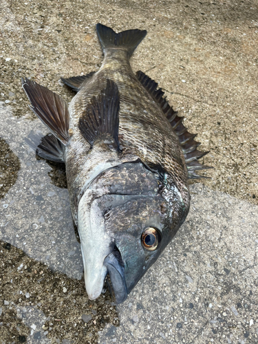 チヌの釣果