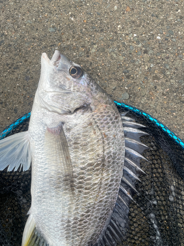 キビレの釣果