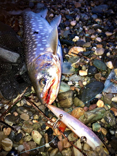 ウミアメの釣果