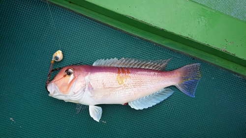 アマダイの釣果