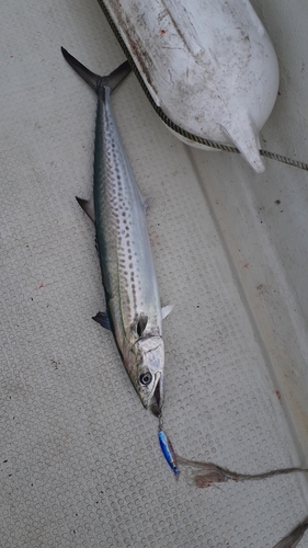 サゴシの釣果