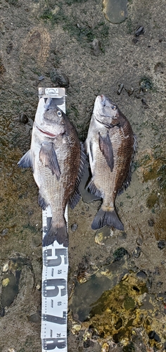 クロダイの釣果