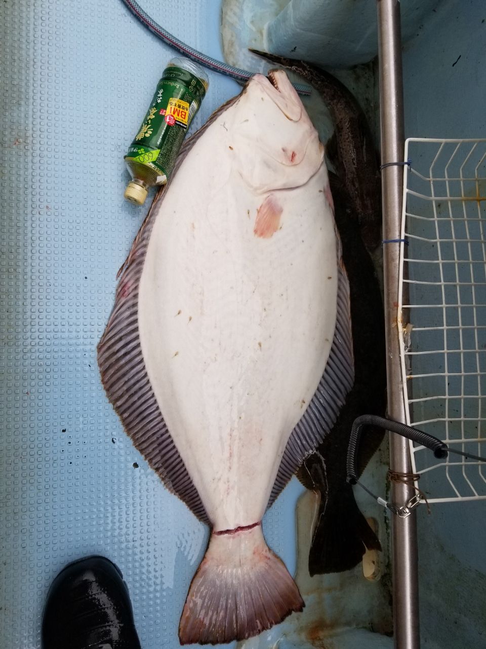 ひろきの父ちゃんの釣に行く。さんの釣果 2枚目の画像