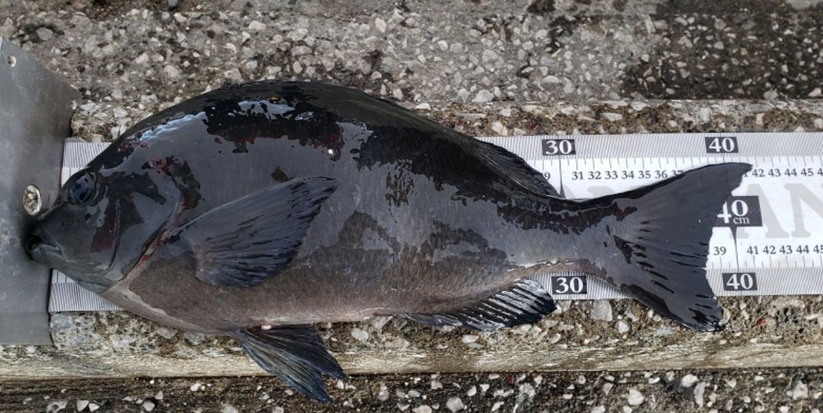 釣り好きホーリーさんの釣果 2枚目の画像