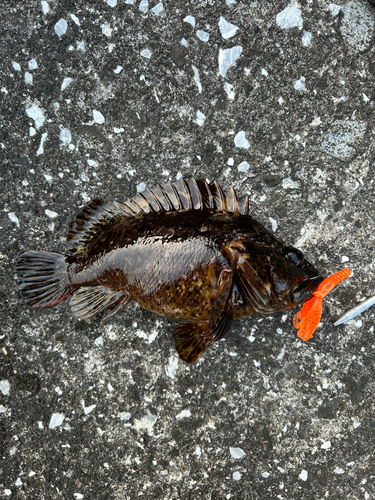 ムラソイの釣果