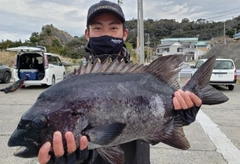 イシダイの釣果