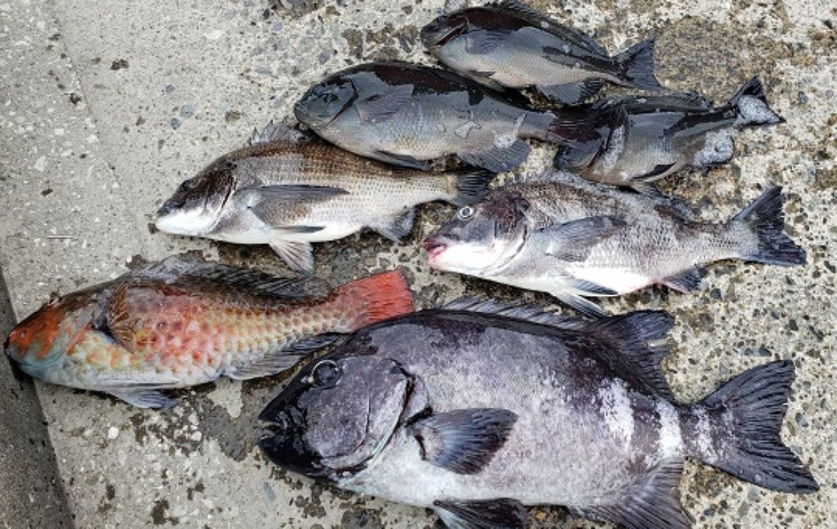釣り好きホーリーさんの釣果 3枚目の画像