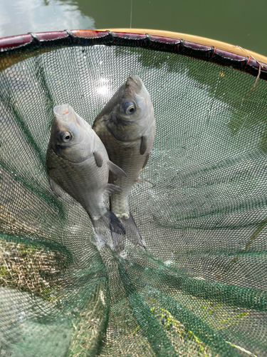 ヘラブナの釣果