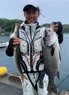 ヒラスズキの釣果