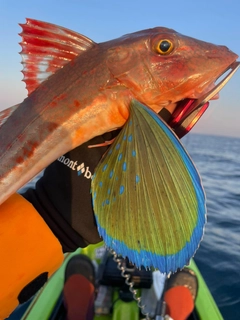 ホウボウの釣果