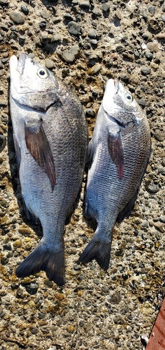 クロダイの釣果