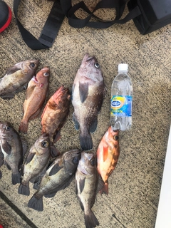 マゾイの釣果