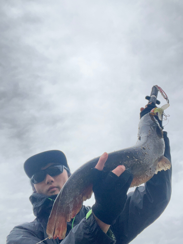 マナマズの釣果