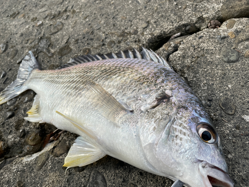 キビレの釣果