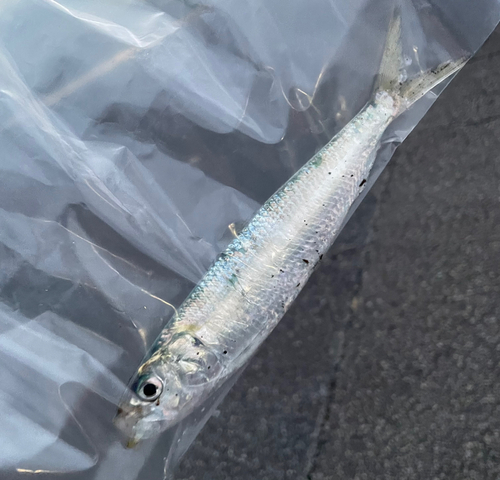 イワシの釣果