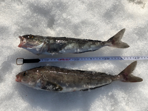 ホッケの釣果