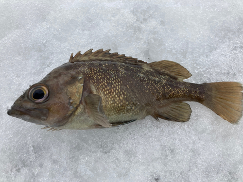 エゾメバルの釣果