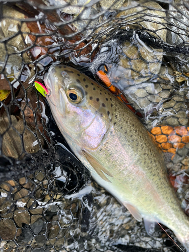 ニジマスの釣果