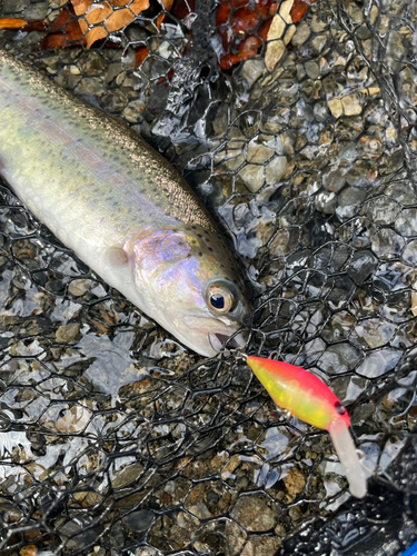 ニジマスの釣果