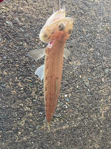 エソの釣果