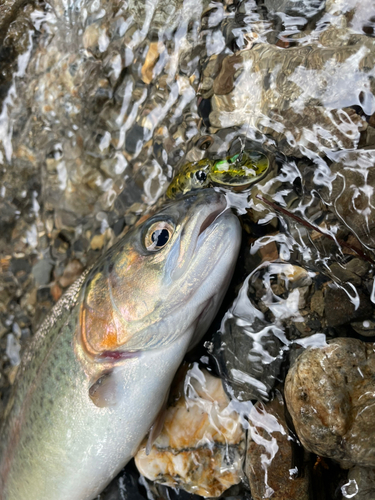 ニジマスの釣果