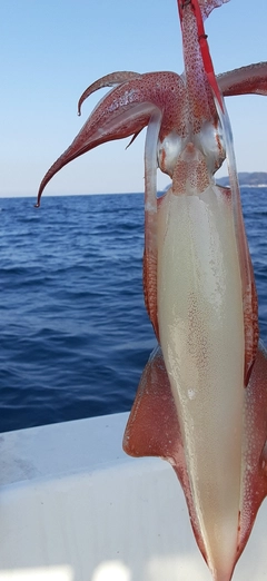 ケンサキイカの釣果