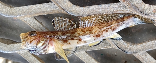 ハゼの釣果