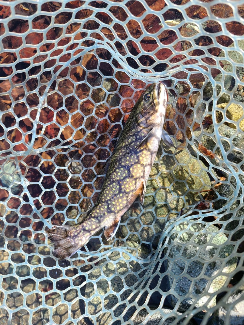 ブルックトラウト