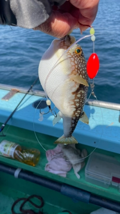 ショウサイフグの釣果