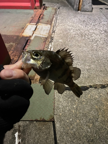 シロメバルの釣果