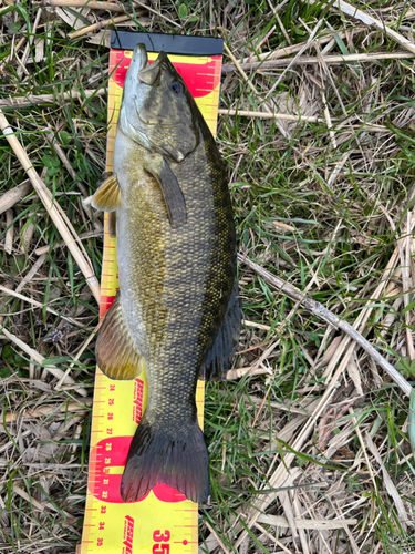 スモールマウスバスの釣果