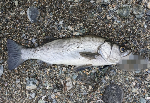 ヒラスズキの釣果