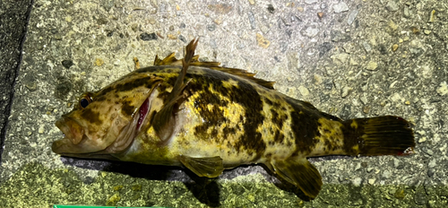 タケノコメバルの釣果