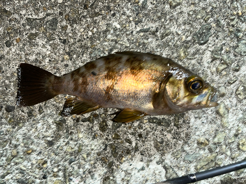 アカメバルの釣果