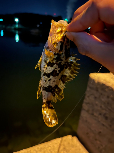 タケノコメバルの釣果