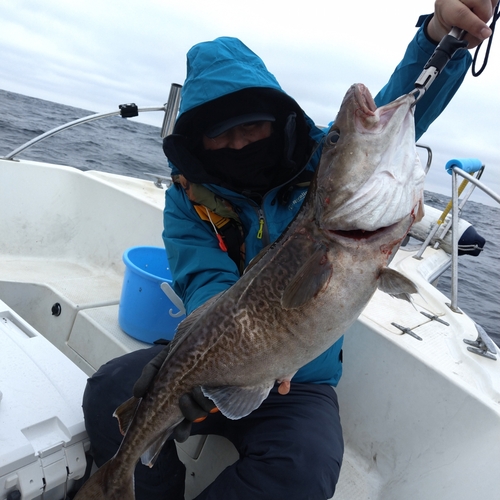 マダラの釣果