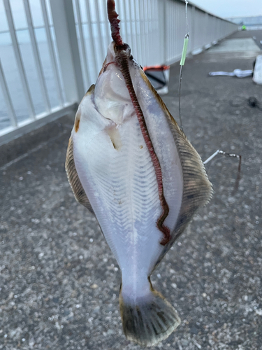 カレイの釣果