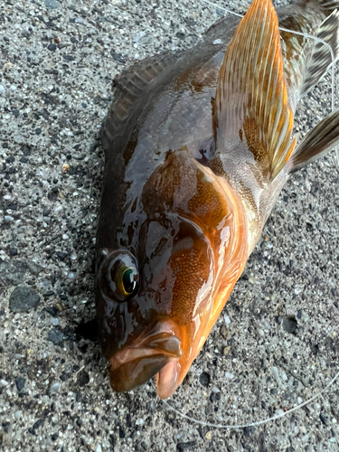 アイナメの釣果