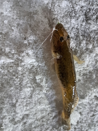 ハゼの釣果