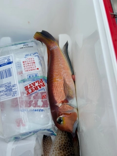 アマダイの釣果