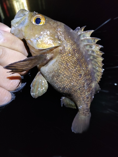 エゾメバルの釣果