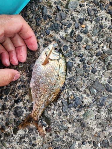 ウミタナゴの釣果