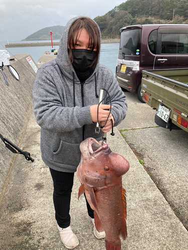 コブダイの釣果