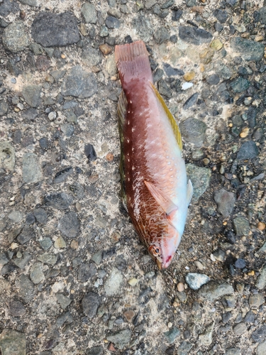 ホシササノハベラの釣果