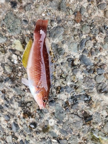 アカササノハベラの釣果