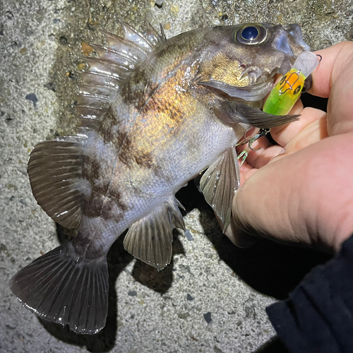 メバルの釣果